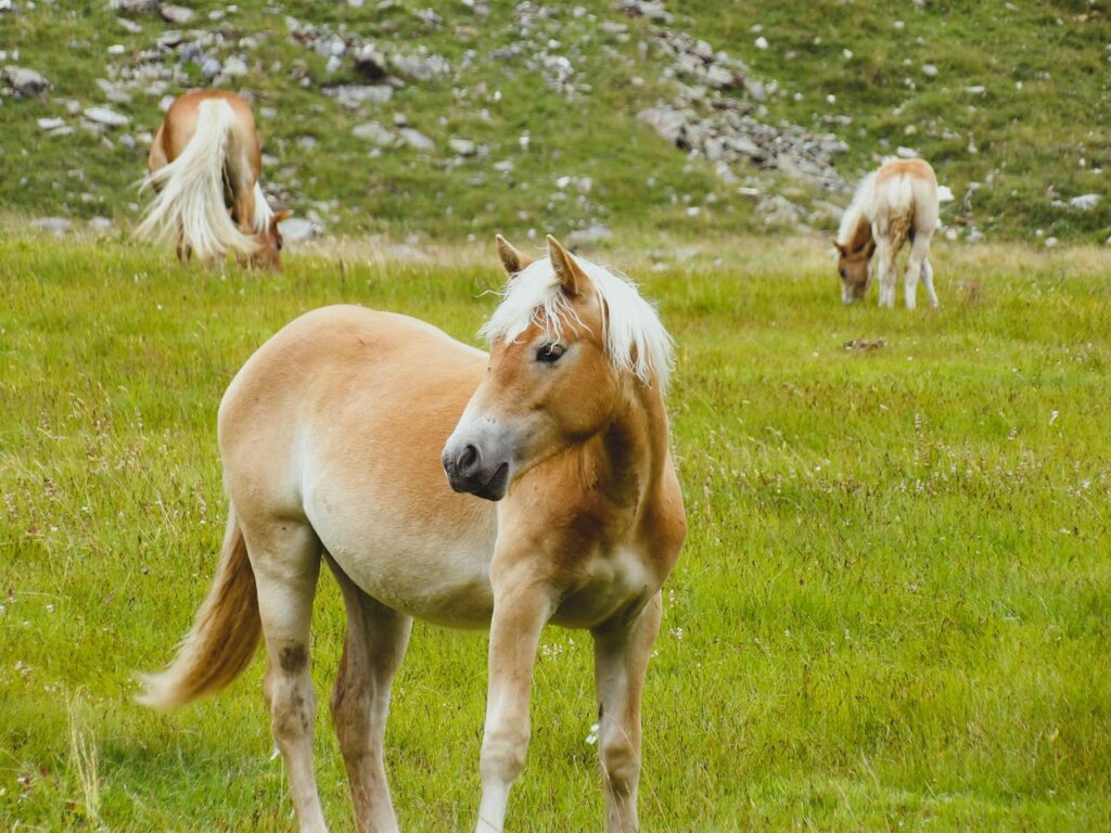 Haflinger horses peacefully grazing in a lush alpine meadow in Trentino-Alto Adige, Italy.